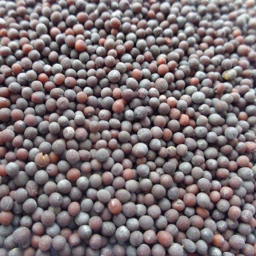 Big Mustard Seeds, For Cooking, Packaging Size : 500gm