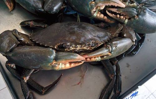 Mud Crab For Cooking, Food, Human Consumption, Making Medicine