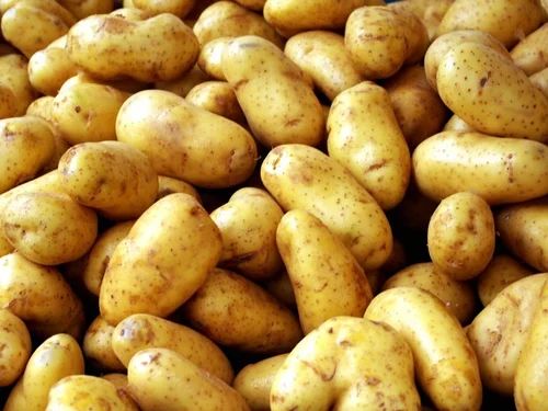 Natural Indian Fresh Potato, Packaging Type : Mesh Bag, Net Bag, Packaging Size : 20 Kg, 25 Kg, 50 Kg
