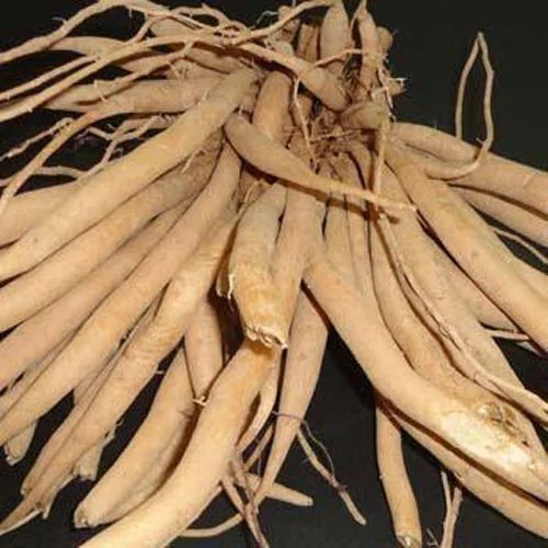 Organic Dry Shatavari Root, For Ayurvedic Medicine, Purity : 99%