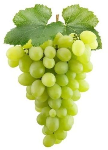 A Grade Fresh Green Grapes, For Human Consumption, Packaging Type : Paper Box