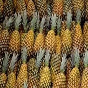 A Grade Fresh Pineapple, For Juice, Food, Packaging Size : 20 Kg