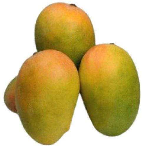 Fresh Kesar Mango, For Food Processing, Direct Consumption, Packaging Size : 20 Kg