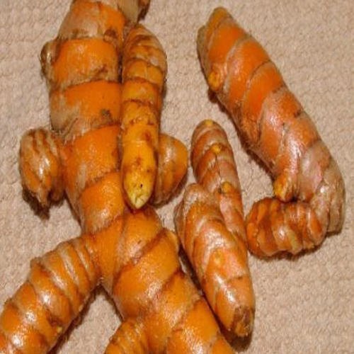 Natural Fresh Turmeric Roots, For Cooking, Feature : Long Shelf Life, Lung Protective