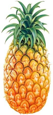 Organic Fresh Pineapple, For Human Consumption, Packaging Type : Bag