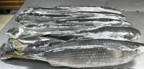 Frozen Grey Mullet Fish, For Cooking, Packaging Type : Box