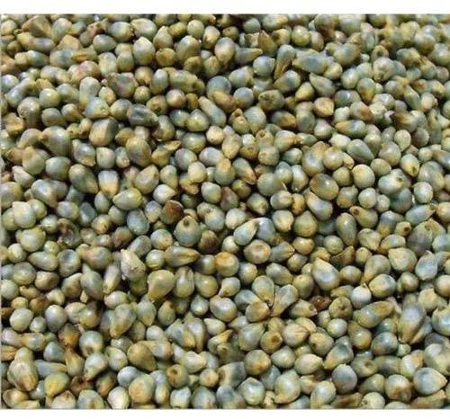 Natural Green Millet Seeds, For Cooking, Cattle Feed, Style : Dried