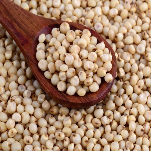 Natural Sorghum Seeds, Purity : 100 %