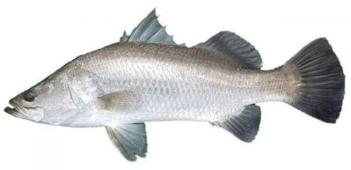 Fresh Goraka Fish, For Restaurants, Packaging Type : PP Bag