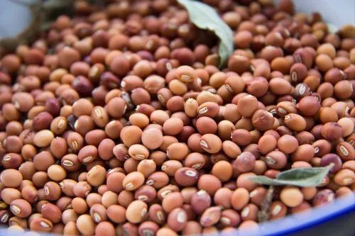 Red Natural Pigeon Pea Seeds, For Human Consumption, Food Industry, Packaging Type : PP Bag