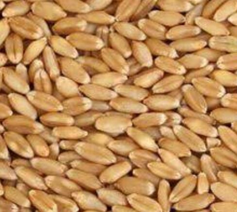 Natural Organic Wheat, Color : Golden, Certification : Farm