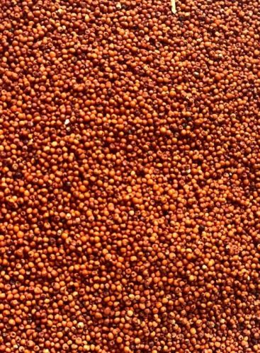 Brown Natural Ragi Seeds, For Cooking, Style : Dried