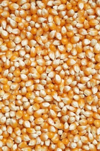 Yellow maize seeds, Packaging Type : Yellowish