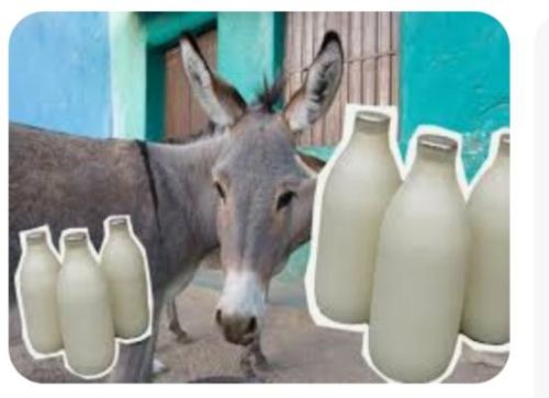 Liquid Donkey Milk, Purity : 98%