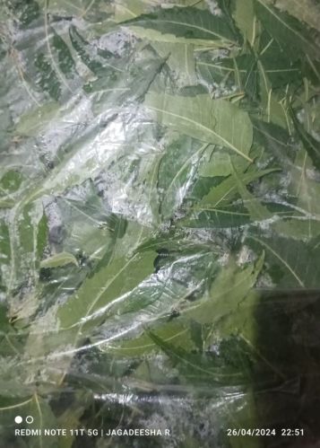 Neem Leaf for Cosmetic, Medicine