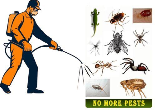 KIRUPA PEST CONTROL SERVICE-GOOD SERVICE IN CHENNAI TAMILNADU