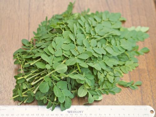 SVM EXPORTS Natural Moringa Dry Leaves, Packaging Type : PP Bag