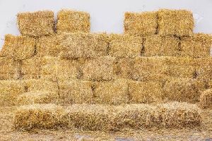 Wheat Paddy Straw Bales, For Feed Bio Fuel, Packaging Size : 50 G