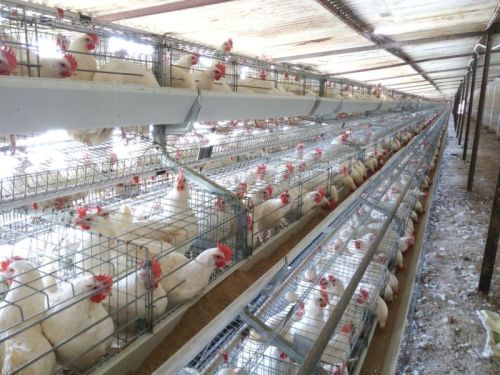 Quality Systems Galvanised Comfort Layer Cage, Color : Metallic, Certification : Iso 9001:2008 For Birds