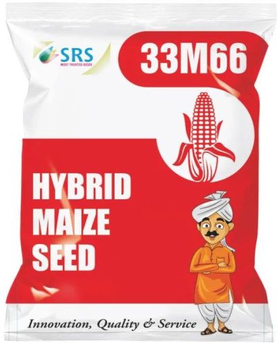 SRS 33M66 Hybrid Maize Seeds, For Human Consumption, Packaging Type : Plastic Packet