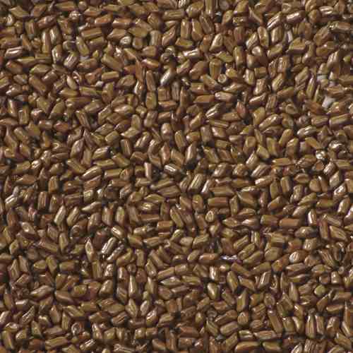 Brown Dried Common Cassia Tora Seeds, Packaging Type : PP Bags