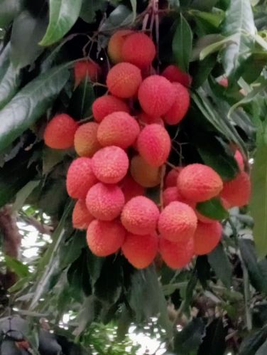 Red Fresh Litchi, Packaging Type : Carton Box