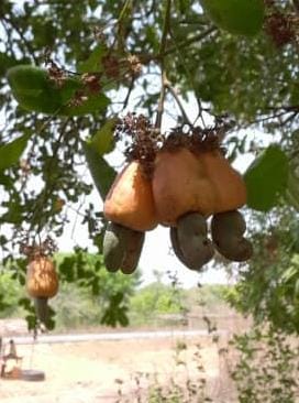 Raw Natural Cashew Nut Shell for Food