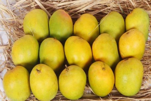 Natural A Grade Alphonso Mango, For Juice Making, Food Processing, Direct Consumption, Packaging Size : 20 Kg