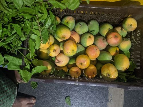 Natural Fresh Alphonso Mango, For Juice Making, Food Processing, Direct Consumption, Packaging Size : 20 Kg