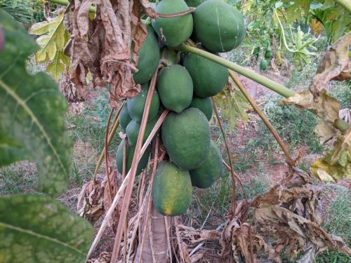 Natural Red Lady Papaya, Style : Fresh