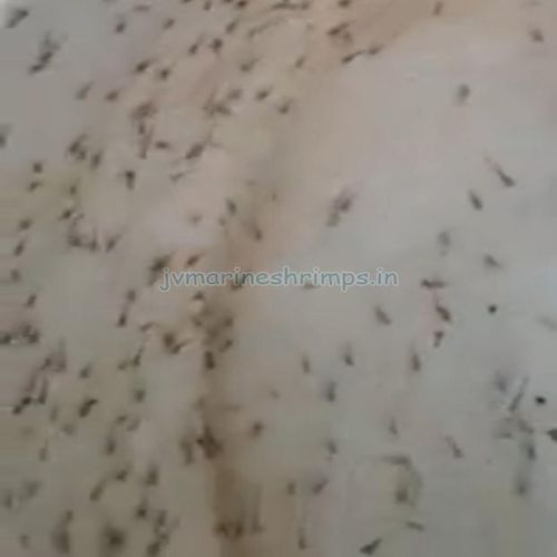 Bagda Prawn Seeds For Fish Farming