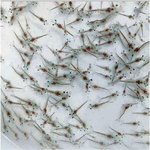 Natural Vannamei Seeds, For Fish Farming, Feature : Fresh