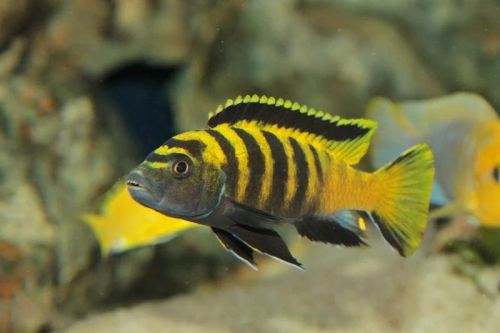 Pseudotropheus Elongatus Flavus Aquarium Fish, Packaging Type : Vaccum Packed