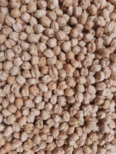 Gloreach Organic Chickpeas (KABULI), Size : Big Size, 8/9mm