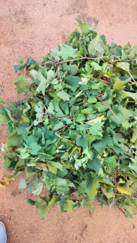 ORGANIC GRAPES LEAVES, Color : Green