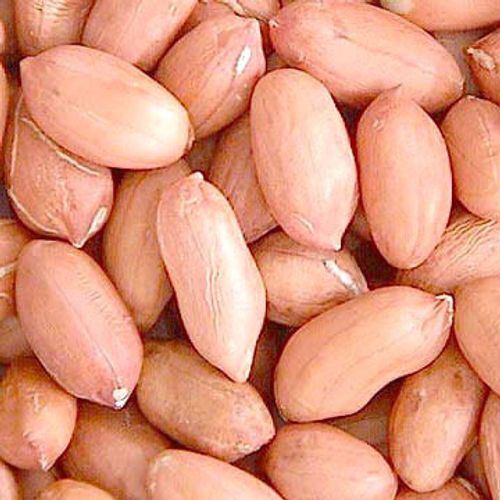Raw Organic Peanut Kernels, Packaging Size : 25kg, 50kg