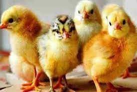 Black Sonali Chicks, For Poultry Farm