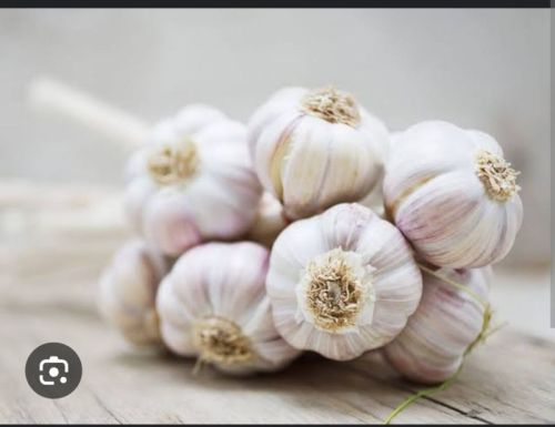 Garlic, Packaging Size : 5 Kg