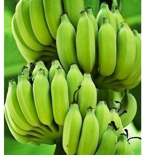 Whole Organic Raw Green Banana, For Food Processing, Variety : Cavendish