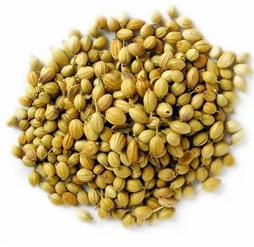 Natural Coriander Seeds, For Cooking, Packaging Type : Plastic Bag