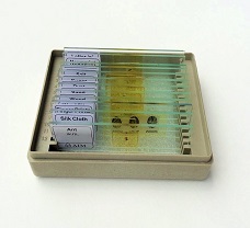 Prepared Micro Slide For Laboratory