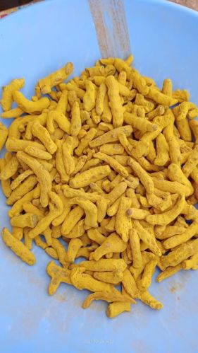 Finger Turmeric, For Spices, Packaging Type : Plastic Packet