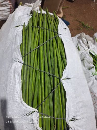 Organic India Drum Stick, For Cooking, Style : Fresh