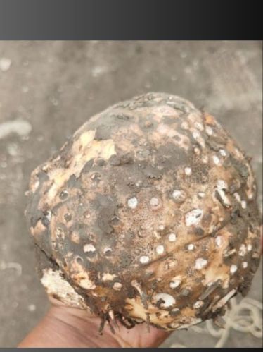 Suran, Packaging Size : 5 Kg