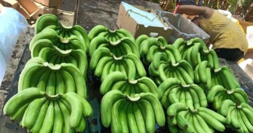 Fresh Banana Fruit, Packaging Type : Corton Box