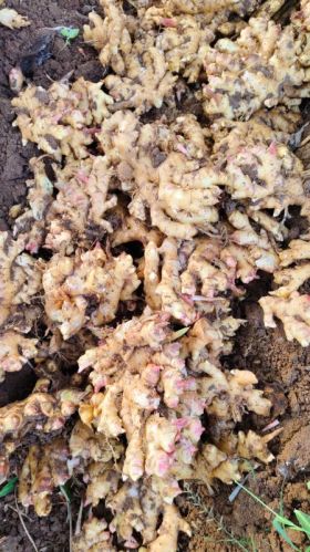 Fresh Ginger, For Cooking, Packaging Type : Gunny Bag