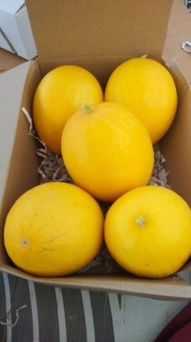 Natural Kohinoor Muskmelon Fruit, For Food Flavour