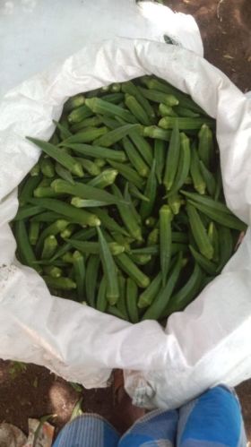 Fresh Lady Finger, For Human Consumption, Cooking, Hotels, Shelf Life : 10 Days