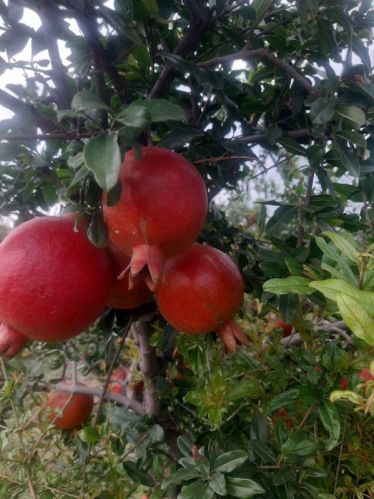 Natural Pomegranate, For Human Consumption, Packaging Type : Paper Box