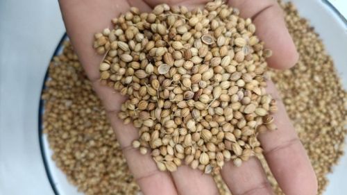 Raw Natural Coriander Seeds, For Cooking, Grade Standard : Food Grade